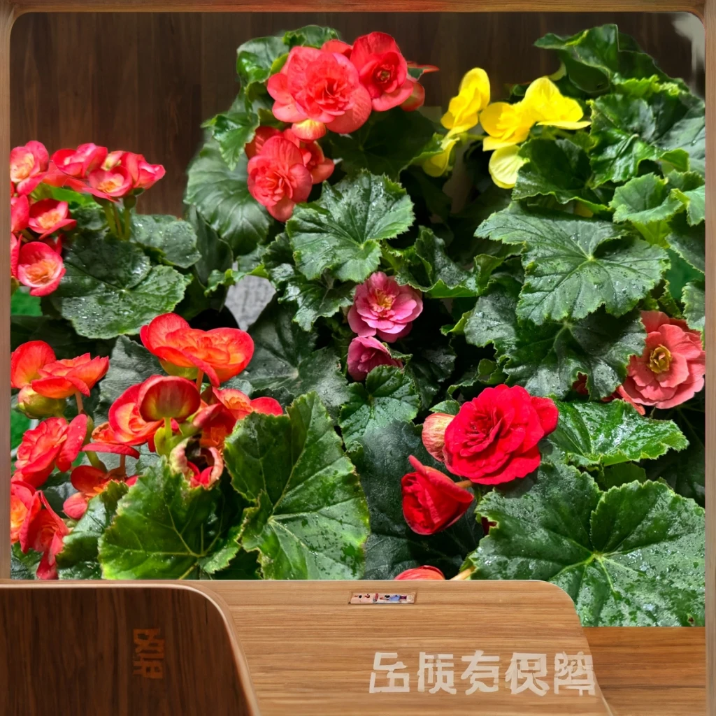 【丽格海棠】多种颜色带花发货四季开花盆栽原土原盆花开带花苞