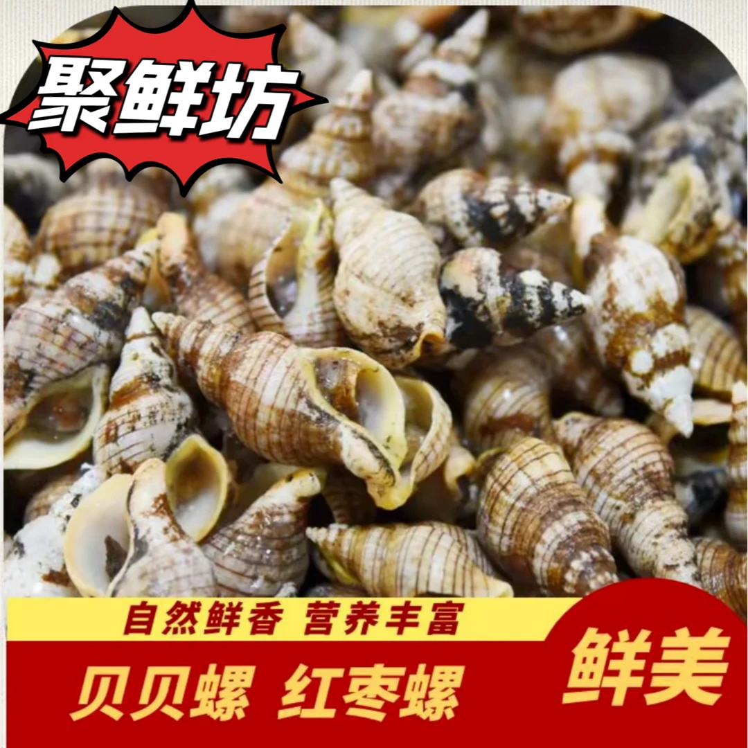 N北黄海野生红藻螺3斤4斤起拍