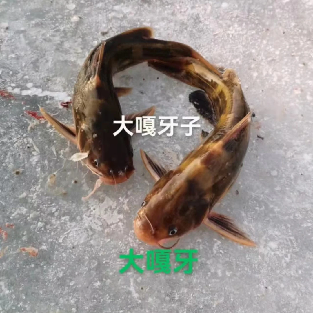 冷水野生嘎牙鱼4斤