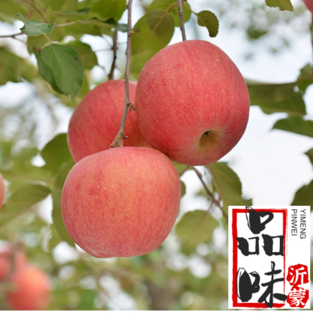 24年头茬红富士脆甜多汁新鲜水果苹果香甜可口肉脆多汁现摘现发