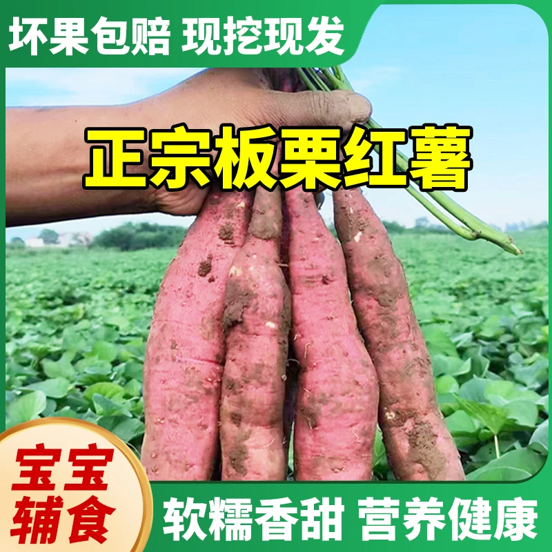 陕西板栗红薯5斤小果（2两-3两尝鲜）