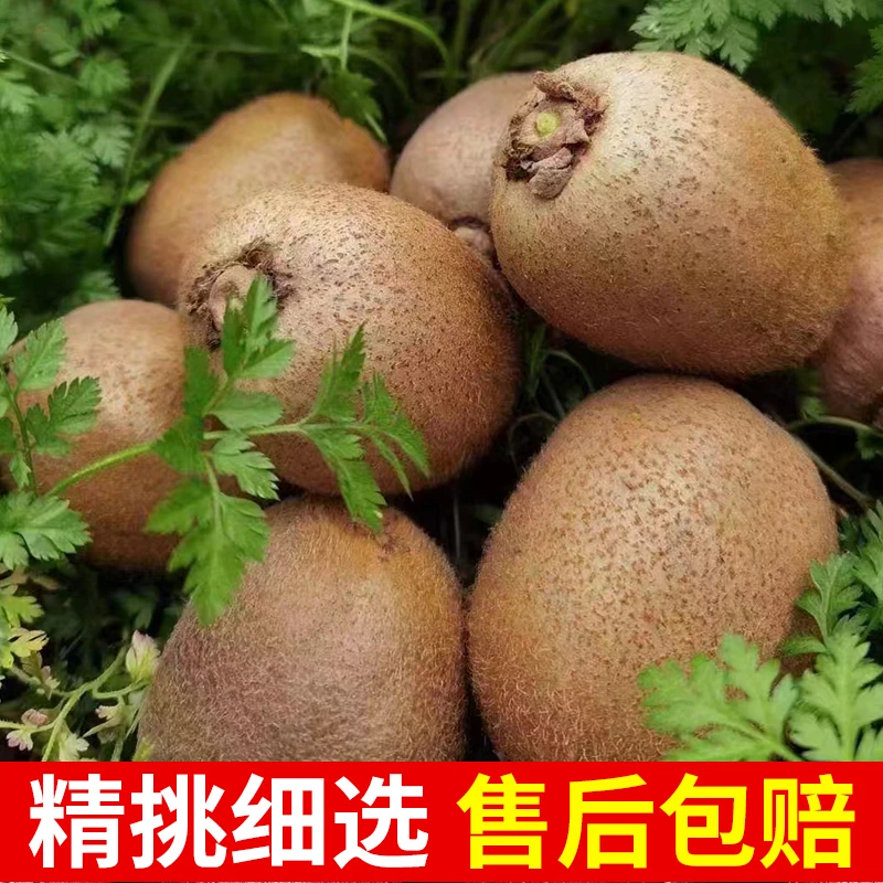 陕西眉县徐香猕猴桃尝鲜装新鲜美味富含丰富维生素软糯香甜