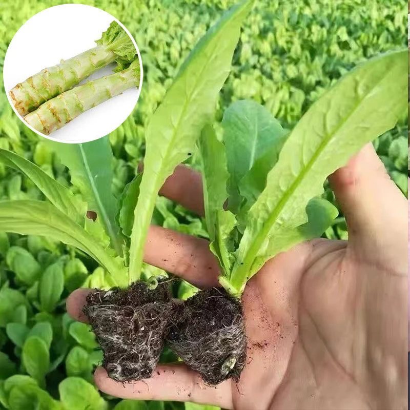 莴笋苗莴苣秧苗青皮莴笋苗农家莴苣苗耐寒蔬菜莴笋苗
