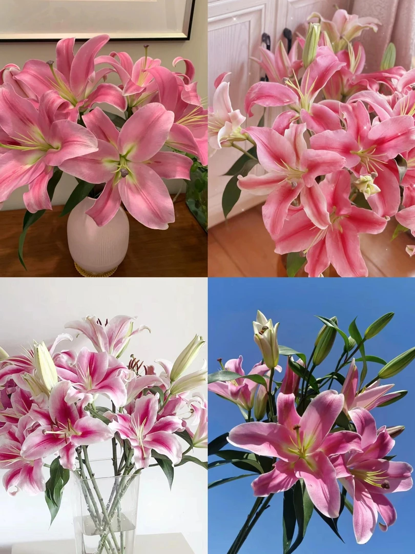 《福利款-3色百合》云南鲜花基地直发香水百合水养鲜花家用百合