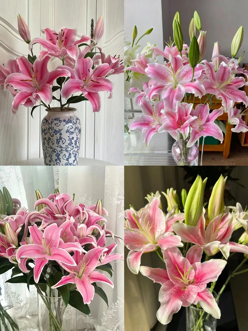 《粉百合-索邦》云南鲜花基地直发香水百合水养鲜花家用百合