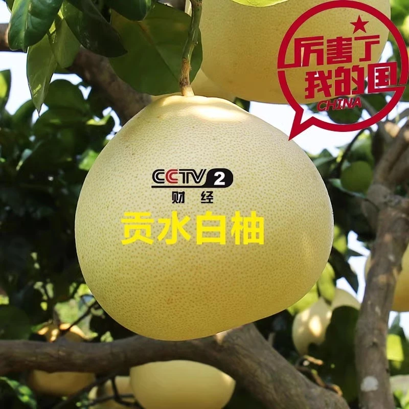正宗恩施宣恩贡水白柚子非琯溪白柚李家河柚王肉孕妇当季新鲜水果