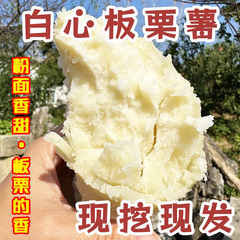 河南老品种白心板栗薯5斤新鲜现挖干粉面红皮白瓤3斤/9斤白心红薯