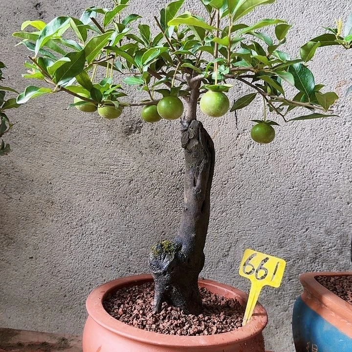 金弹子金弹子盆景血红微扁果