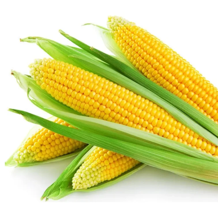 【产地现摘玉米】口感鲜甜 颗粒饱满 4.8-5斤装 今天拍明天到