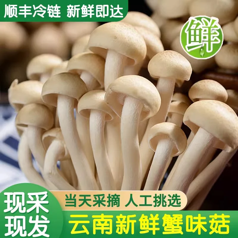 云南香格里拉新鲜蟹味菇海鲜菇煲汤食材菌类火锅食材菌菇500g