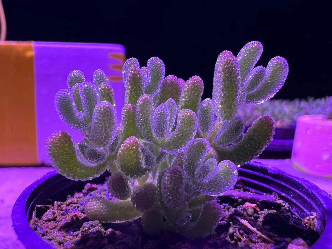 多肉植物 冰晶枝干番杏 一物一拍