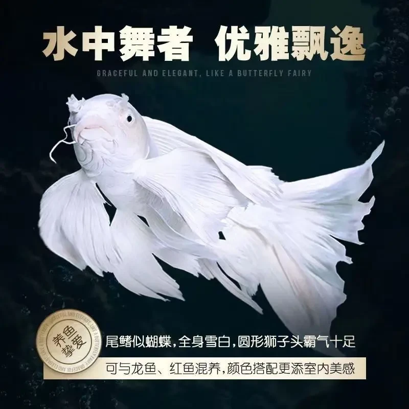 台湾纯种普身白蝴蝶锦鲤观赏鱼大鳍大尾冷水好养耐活包邮包活