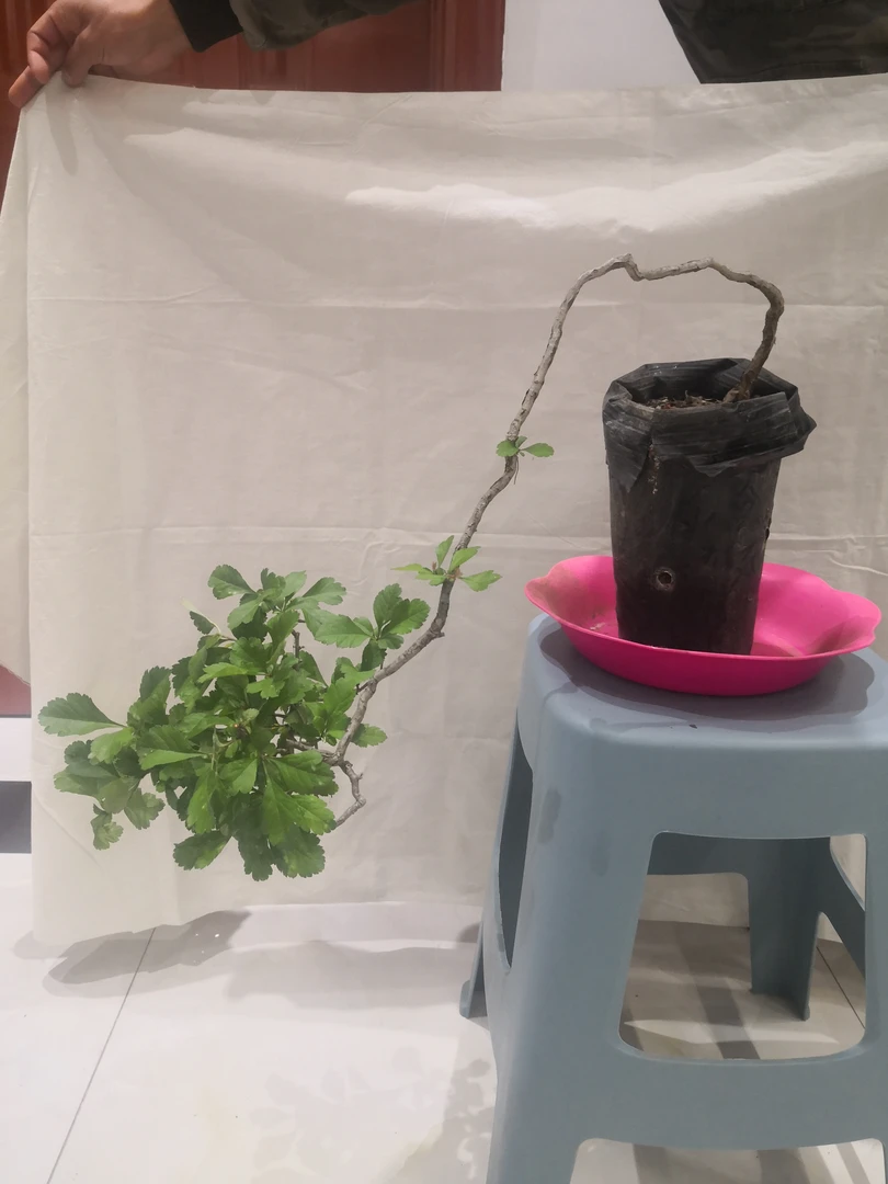 野生小叶山楂盆景