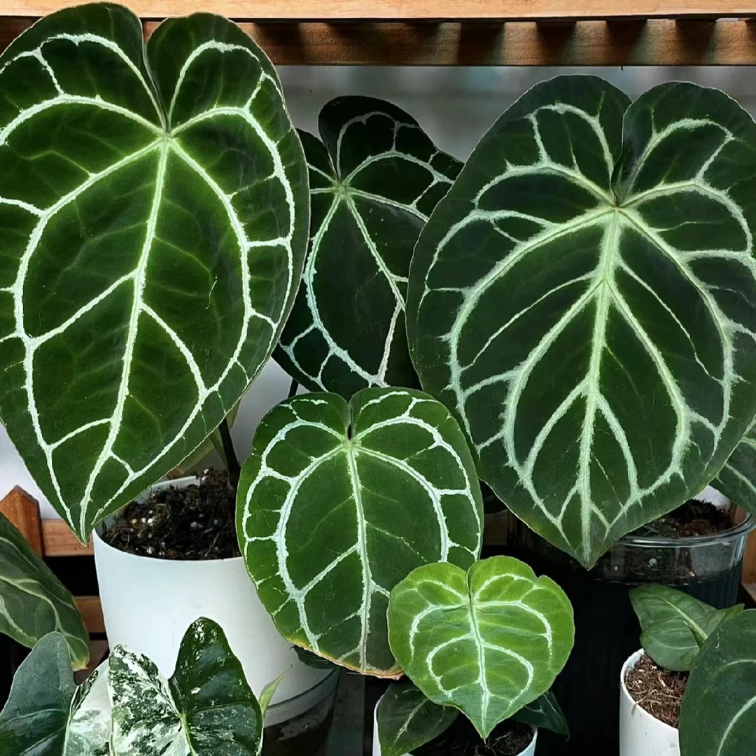 克莱恩室内网红好养耐看绿植盆栽