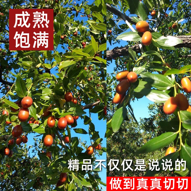 混果4.8-5斤  孙家湾大枣【平顶栆】成熟饱满酸甜适中天然果园