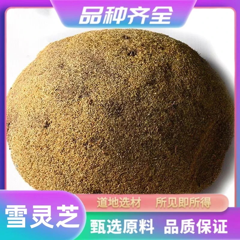 雪灵芝120g 精选新货无硫无添加雪林芝泡包邮酒 雪灵芝正品