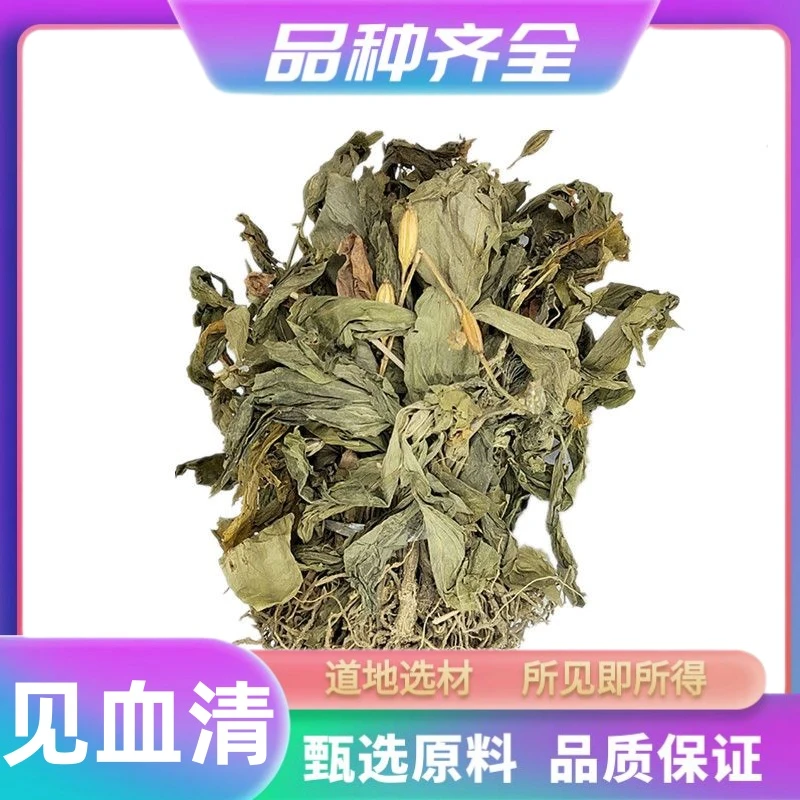 见血清 正宗见血清草见血青干货带根有根新鲜干净 非鱼腥草
