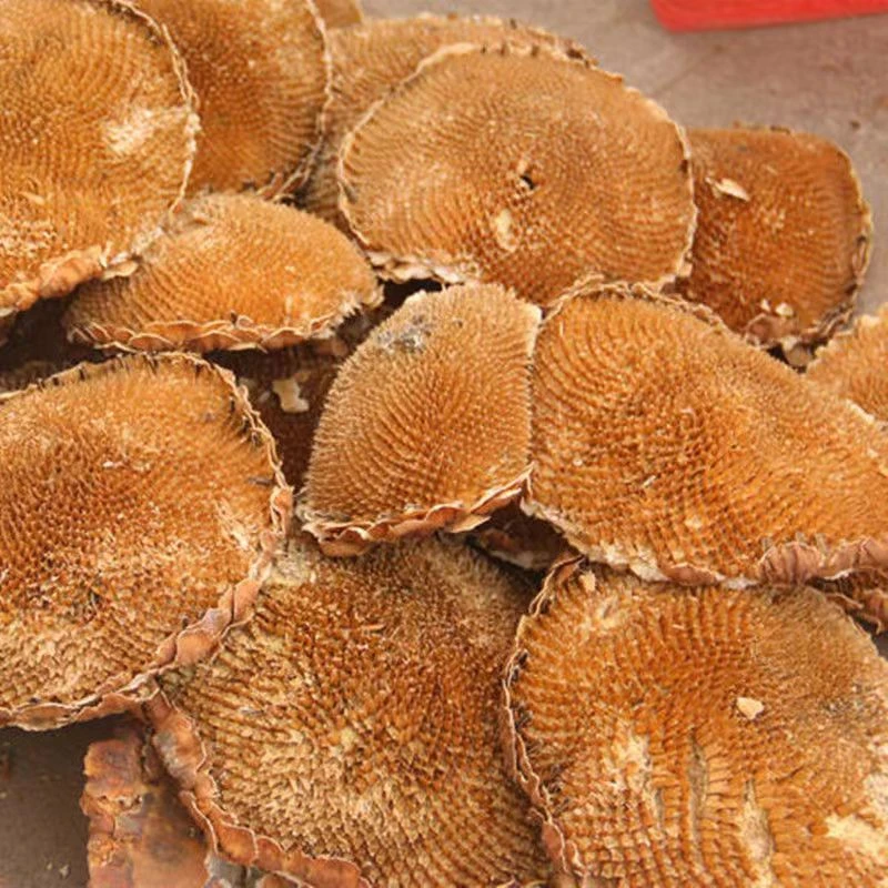 葵花盘子内蒙草原盐碱地向日葵花盘子饼花盘头托盘地道