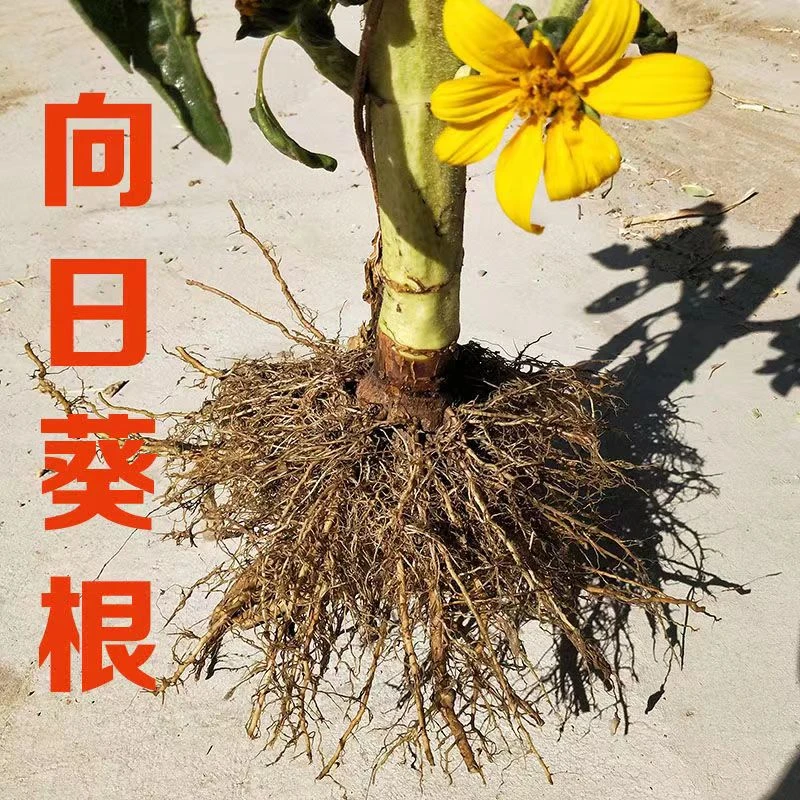 内蒙草原葵花根向日葵根须太阳花根须朝阳花根须包邮