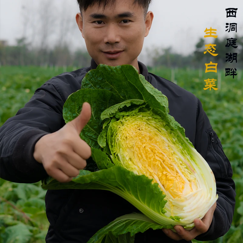 优选洞庭湖农场新鲜生态大白菜黄心白5斤