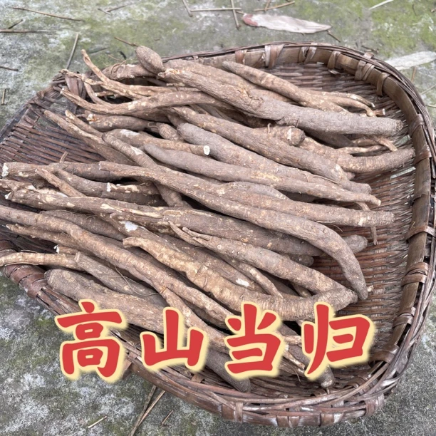 大山现收藏当归 高山 当归软糯香甜炖汤煮水
