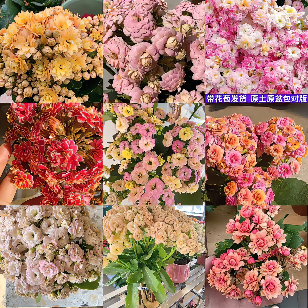 【110盆】长寿花植株多肉观花四季生长开花植物耐旱