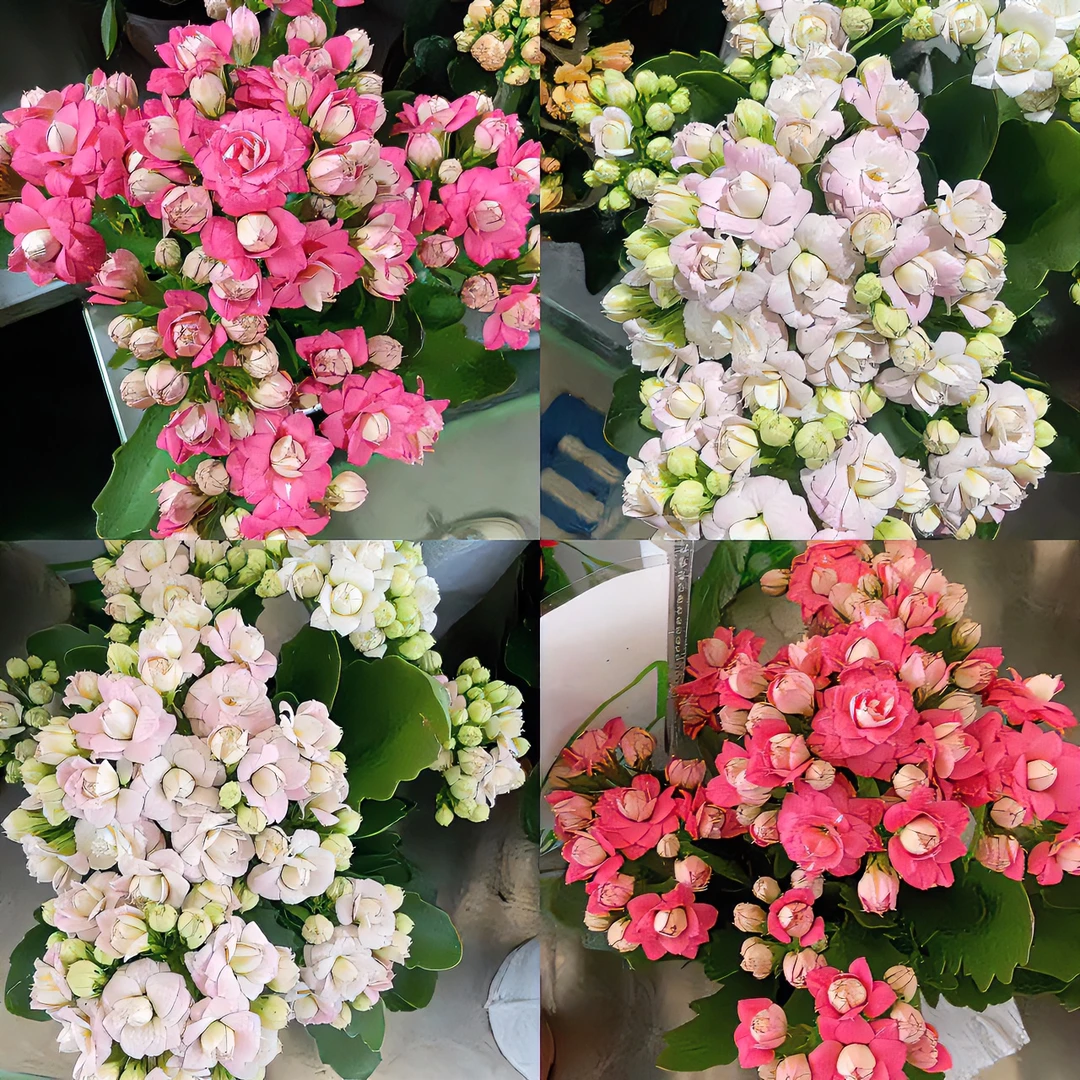 【一加仑三鱼兽混盆】盆栽室内庭院四季开花植物云南基地直发