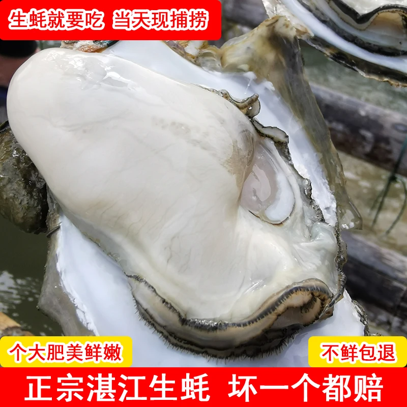 湛江生蚝新鲜海蛎子牡蛎原产地直供海鲜水产8斤