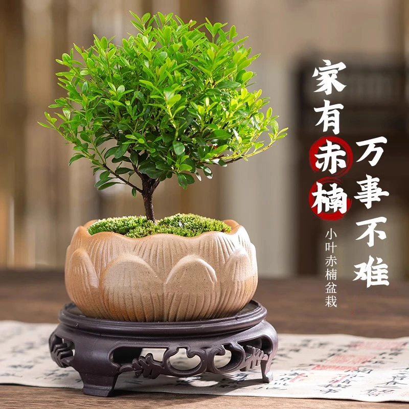 小叶赤楠盆景老桩金丝楠木盆栽绿植室内办公室绿植物四季好养花卉