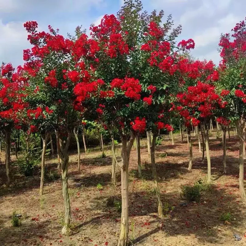 紫薇树苗红火箭天鹅绒庭院别墅盆地栽阳台门口多年生夏季开花红