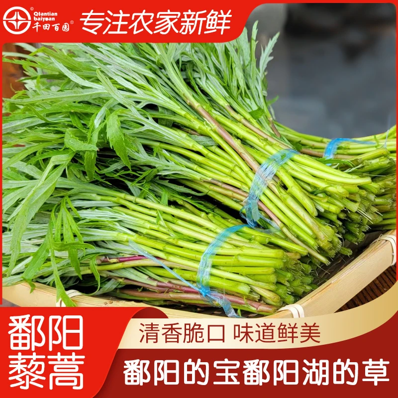 江西鄱阳野生藜蒿新鲜野菜藜蒿炒肉鄱阳湖边现采藜蒿  2斤起卖60