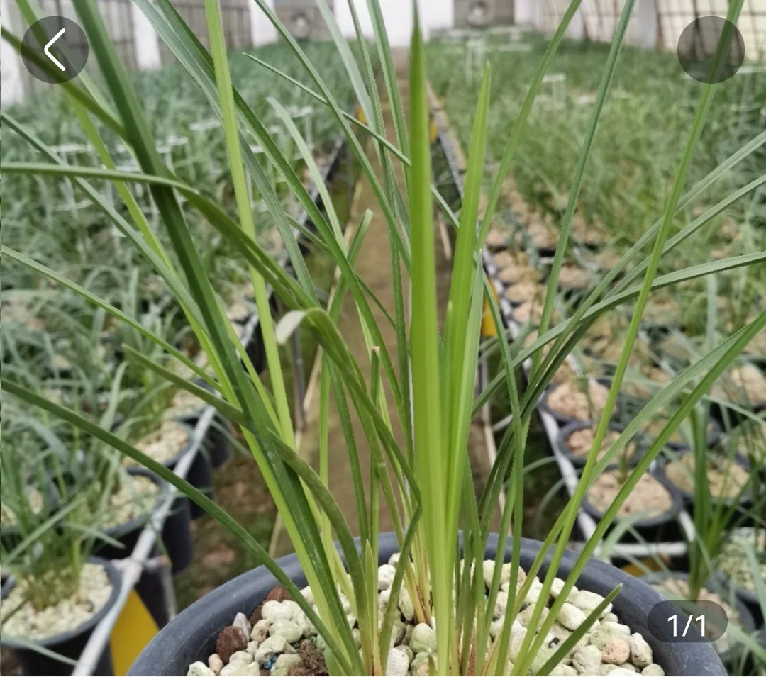 大众国兰兰花素材美观栽培