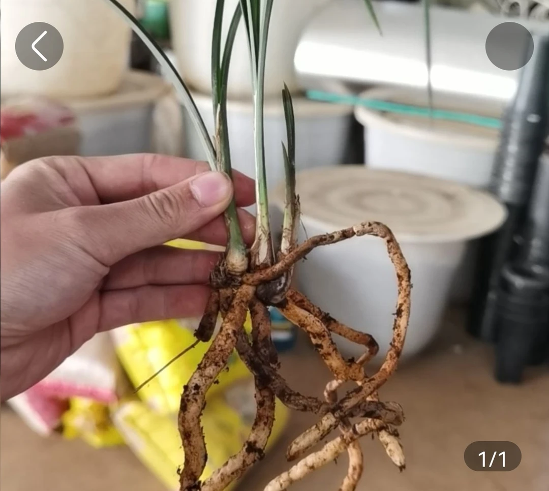 大众国兰素材可选兰花美观栽培