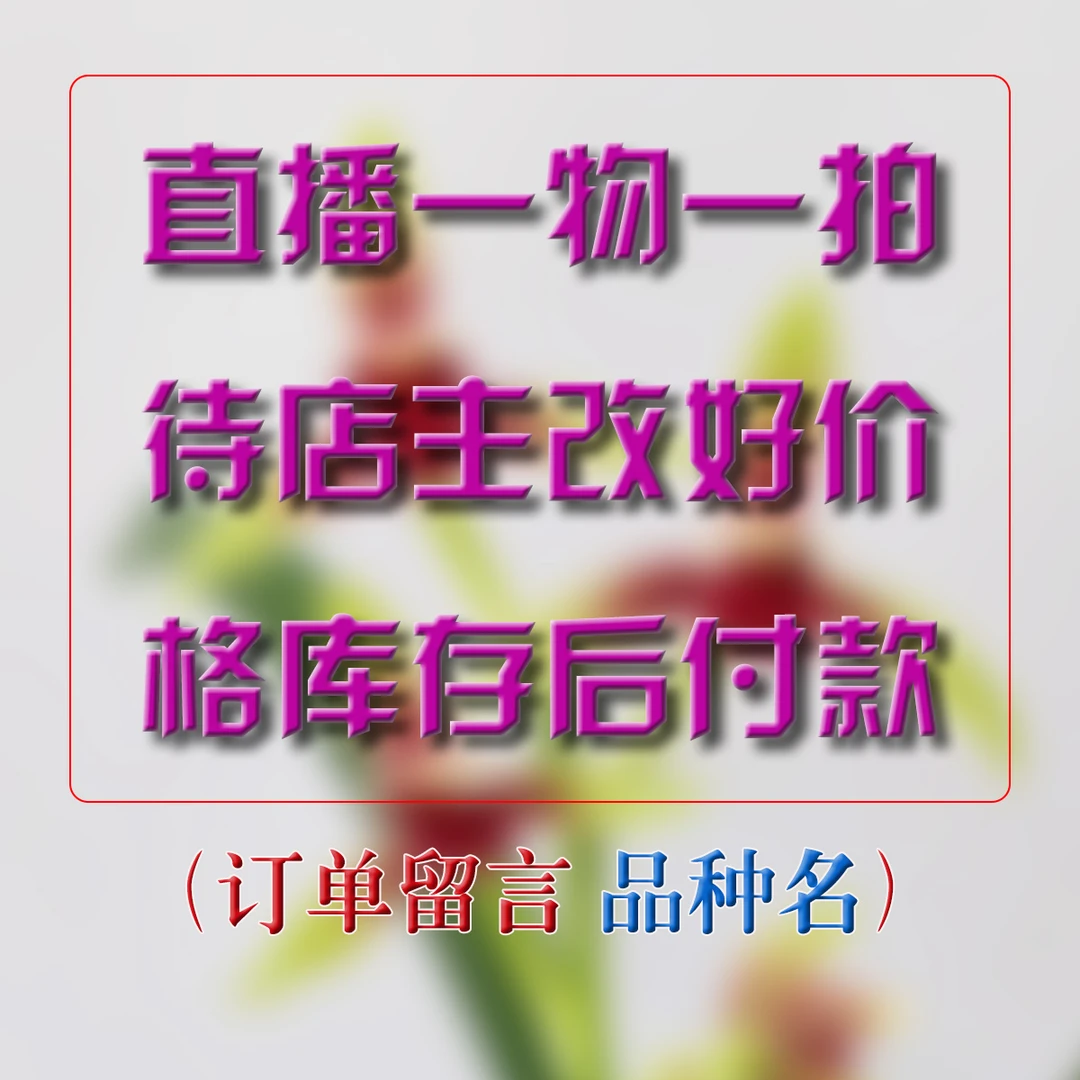 直播一物一拍精品兰花