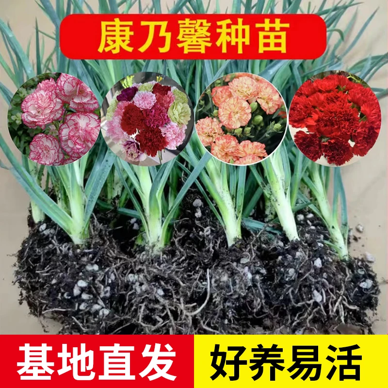 重瓣康乃馨花苗四季种大花庭院绿植懒人易活盆栽小苗