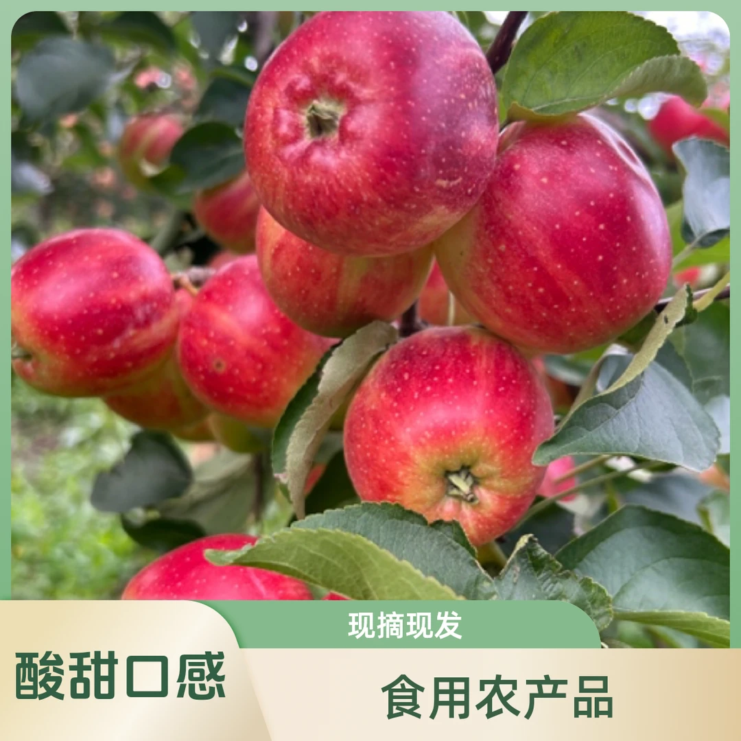 主播他爹种的（123小苹果）主播现摘现发【中通包邮】
