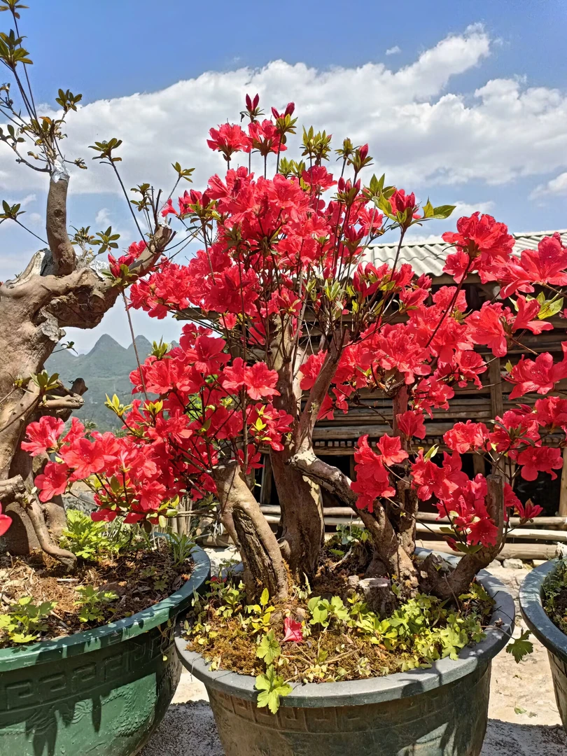 映山红高山杜鹃盆景