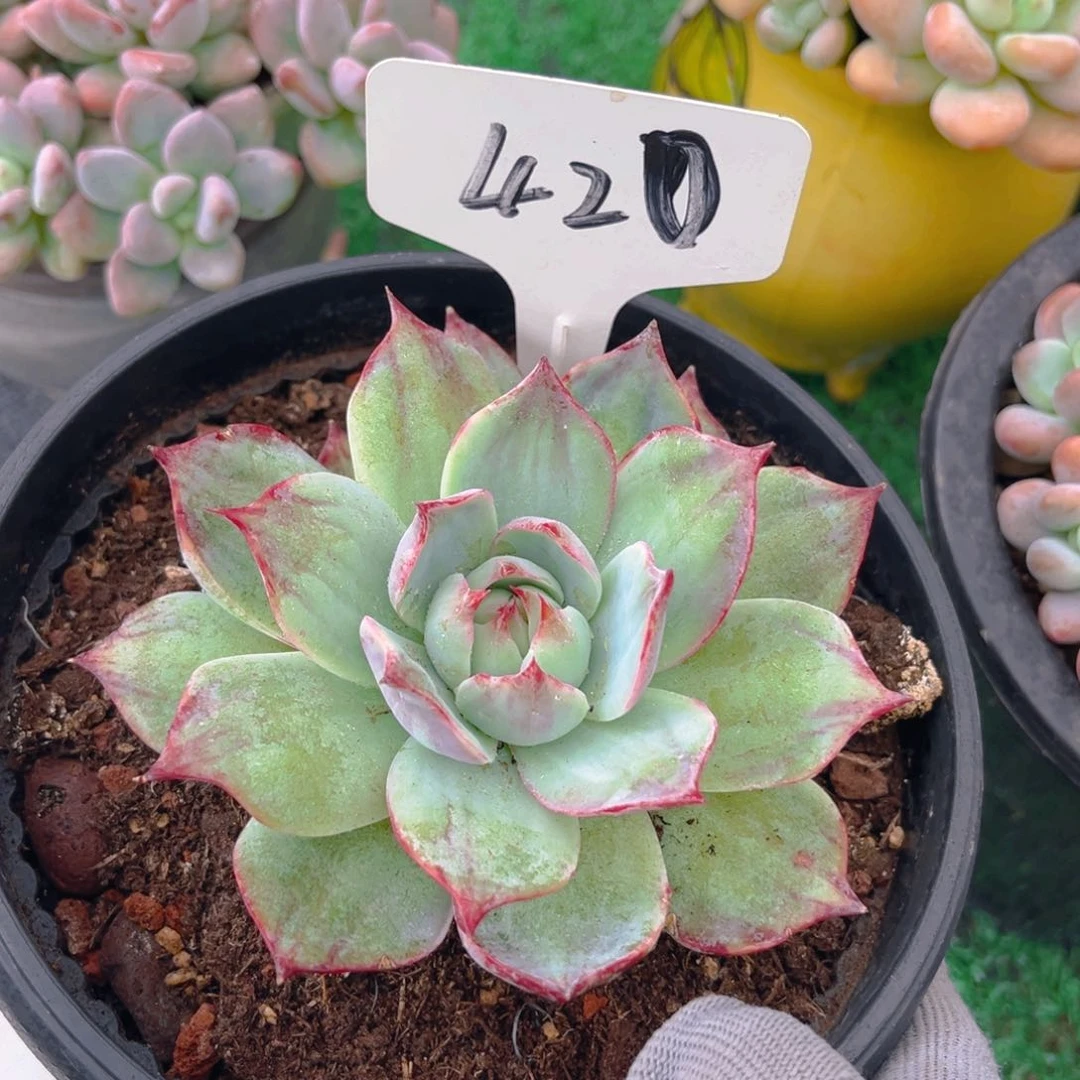 ?****?420fghjjjjkkkkmjn