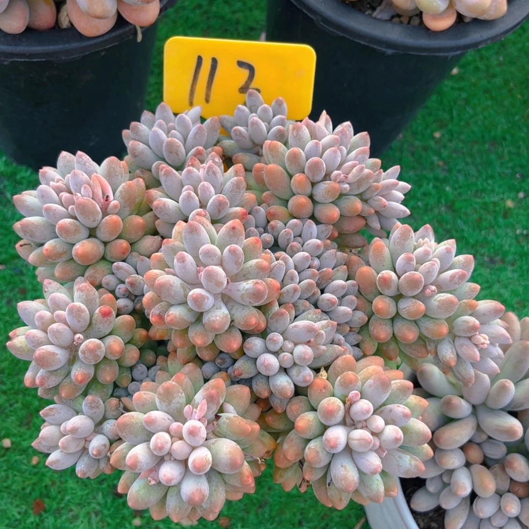 婴儿手指88888888888