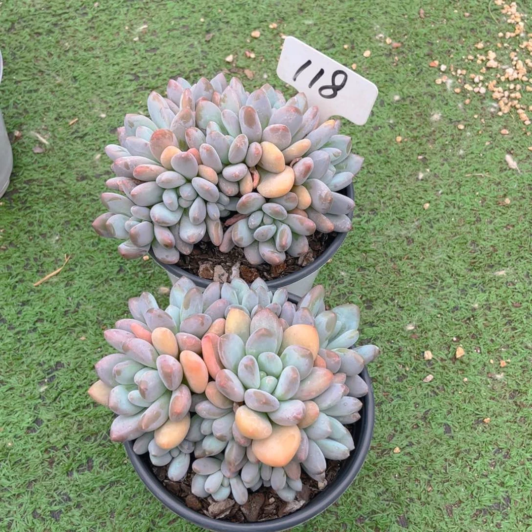 橘***甜118fghjjhhhhhbbjnn