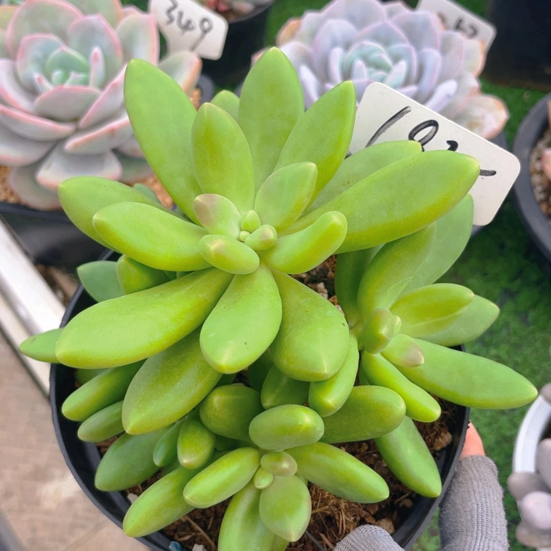 芒果奶88888888888