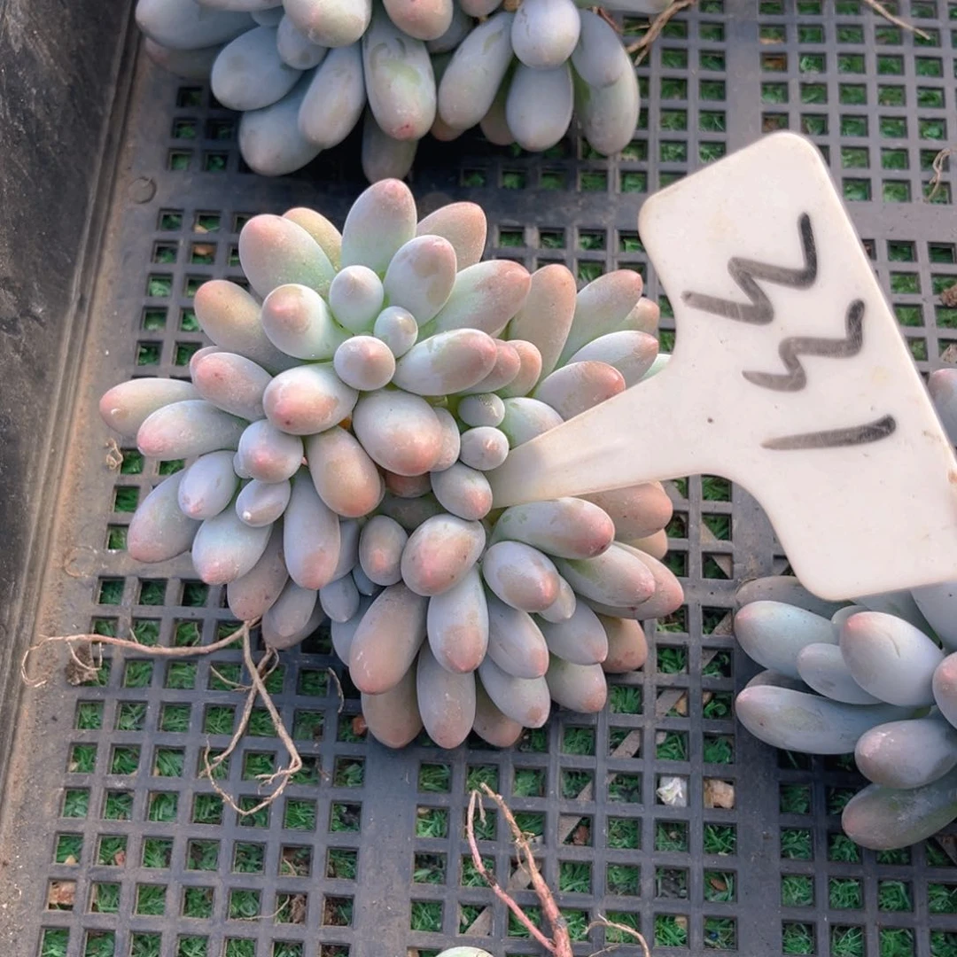 糖331sdgghhuuujjjjj