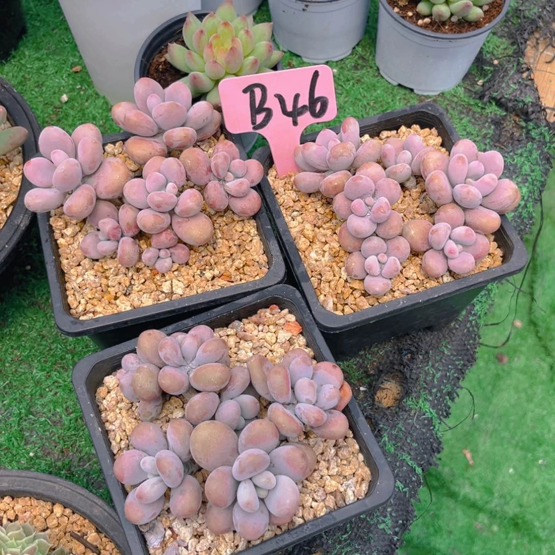 十**后B46fghjjjjjjjjjjjjjj