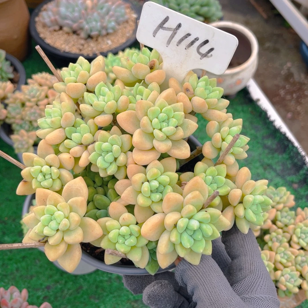 蛋糕多肉8888888888888