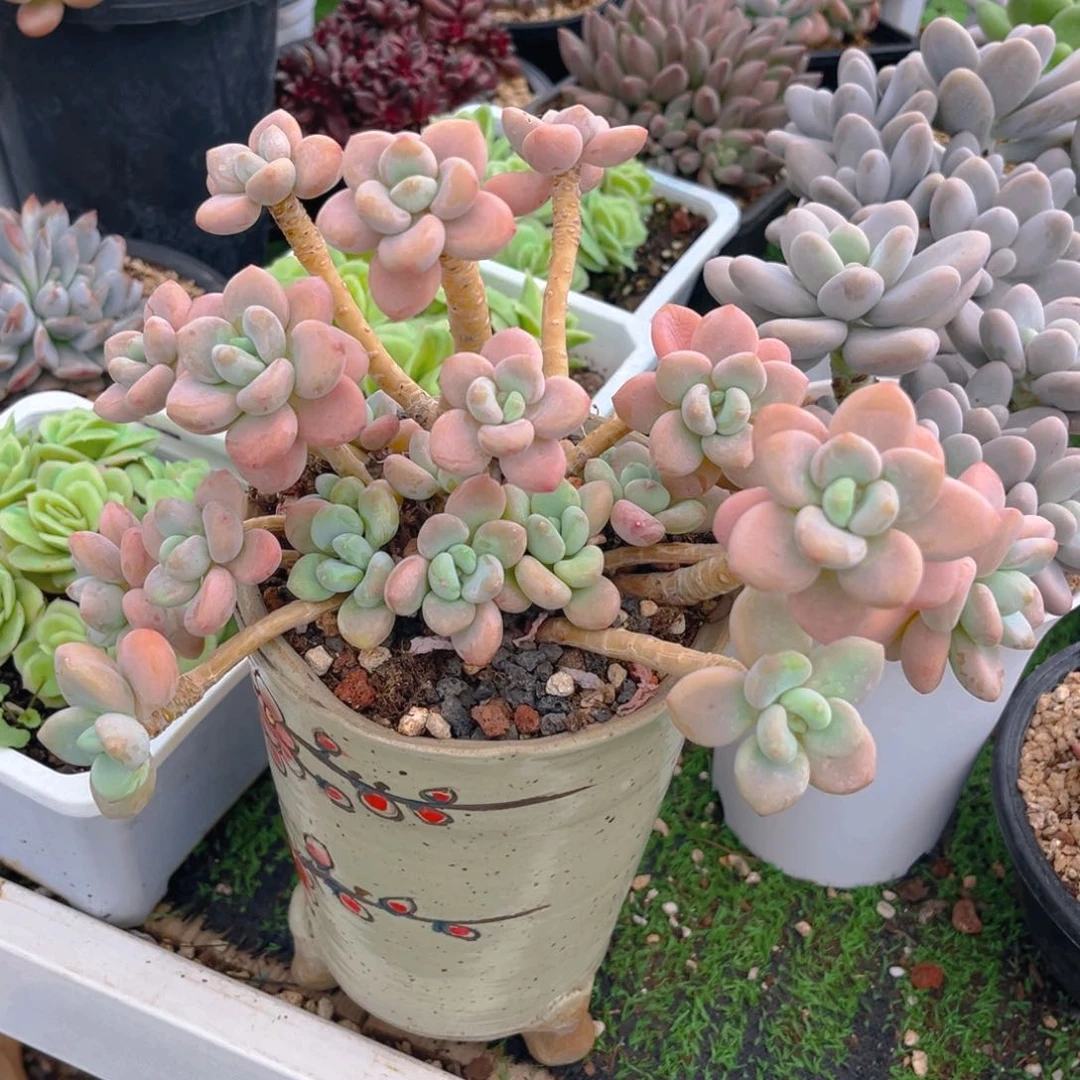 红洛神88888888888