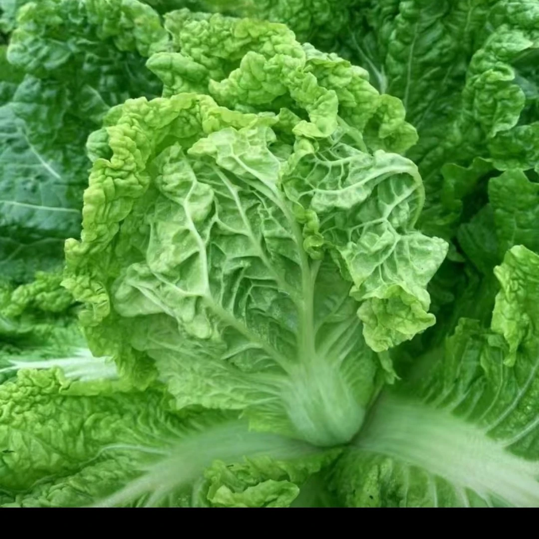 2020贵州农家露天种植新鲜大白菜麻叶菜青麻菜火锅白菜