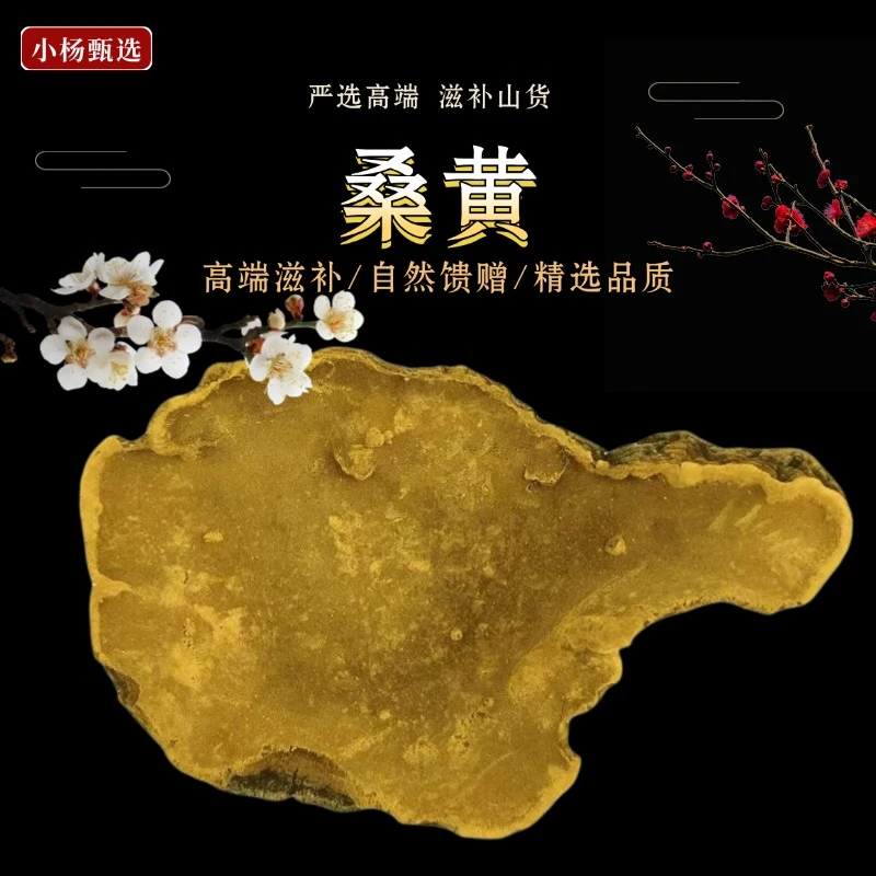 正宗桑黄 正品桑黄野外生长可煲汤煮水xy