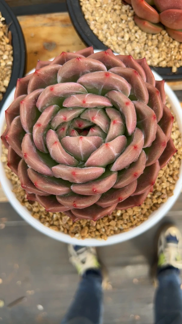 带暗纹的一款香槟,莲花座好渡夏的肉肉(满30包邮)