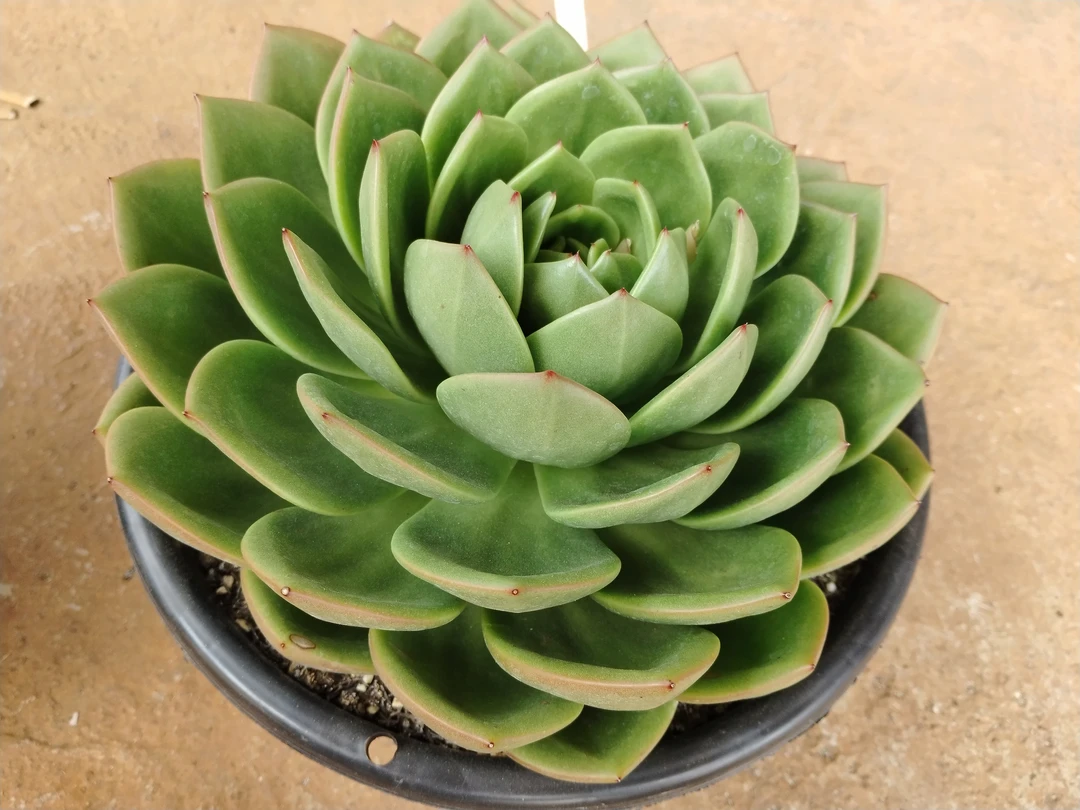 超大多肉植物绿色东云老桩 四季易活 新手好养
