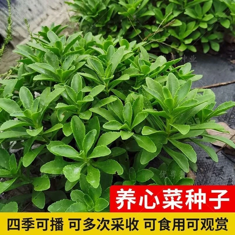 养心菜种子高钙救心菜可食用野菜四季播阳台盆栽特色保健蔬菜种子